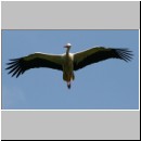 Ciconia ciconia - Weissstorch 07.jpg